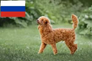 Lees meer over het artikel Poedelfokkers en puppies in Rusland