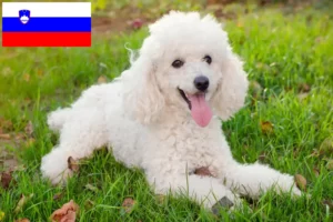 Lees meer over het artikel Poedelfokkers en puppy’s in Slovenië