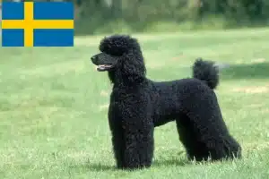 Lees meer over het artikel Poedelfokkers en puppy’s in Zweden