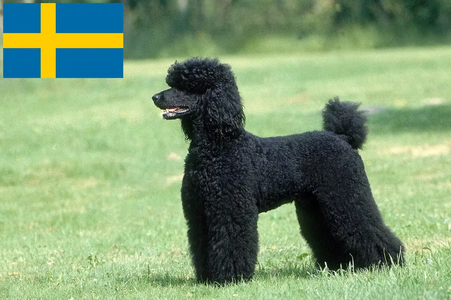 Poedelpuppy's en fokkers Zweden Vind hier poedelfokkers in Zweden.