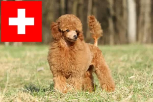 Lees meer over het artikel Poedelfokkers en puppies in Zwitserland