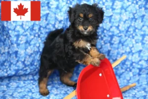 Lees meer over het artikel Pomapoo fokkers en pups in Canada