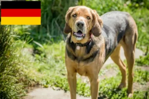 Lees meer over het artikel Poolse Bracke fokkers en pups in Duitsland