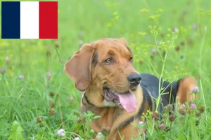 Lees meer over het artikel Poolse Bracke fokkers en pups in Frankrijk
