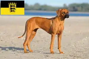 Lees meer over het artikel Rhodesian Ridgeback fokkers en pups in Baden-Württemberg