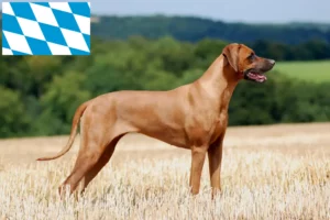 Lees meer over het artikel Rhodesian Ridgeback fokkers en pups in Beieren