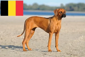Lees meer over het artikel Rhodesian Ridgeback fokkers en pups in België
