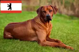 Lees meer over het artikel Rhodesian Ridgeback fokkers en pups in Berlijn