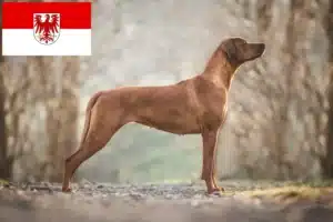 Lees meer over het artikel Rhodesian Ridgeback fokkers en pups in Brandenburg