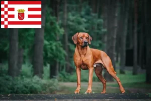 Lees meer over het artikel Rhodesian Ridgeback fokker en pups in Bremen