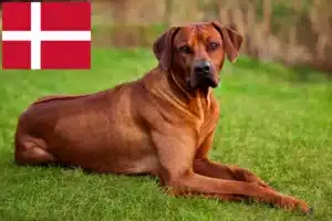 Lees meer over het artikel Rhodesian Ridgeback fokkers en pups in Denemarken
