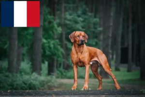 Lees meer over het artikel Rhodesian Ridgeback fokkers en pups in Frankrijk