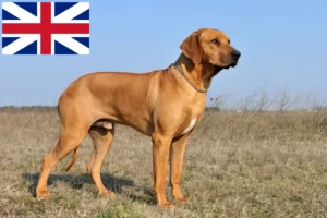 Lees meer over het artikel Rhodesian Ridgeback fokkers en pups in Groot-Brittannië
