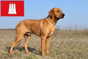 Lees meer over het artikel Rhodesian Ridgeback fokker en pups in Hamburg