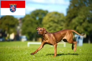 Lees meer over het artikel Rhodesian Ridgeback fokkers en pups in Hessen