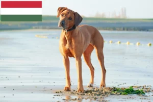 Lees meer over het artikel Rhodesian Ridgeback fokkers en pups in Hongarije