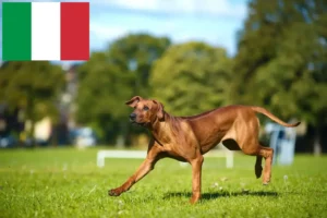 Lees meer over het artikel Rhodesian Ridgeback fokkers en pups in Italië