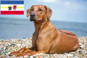 Lees meer over het artikel Rhodesian Ridgeback fokkers en pups in Mecklenburg-Vorpommern