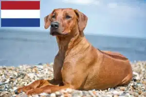 Lees meer over het artikel Rhodesian Ridgeback fokkers en pups in Nederland