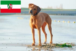 Lees meer over het artikel Rhodesian Ridgeback fokkers en pups in Noordrijn-Westfalen