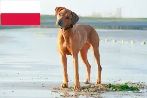 Lees meer over het artikel Rhodesian Ridgeback fokkers en pups in Polen