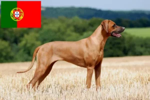 Lees meer over het artikel Rhodesian Ridgeback fokkers en pups in Portugal