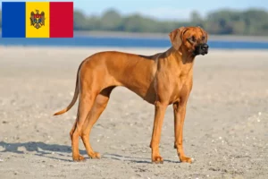 Lees meer over het artikel Rhodesian Ridgeback fokkers en pups in Moldavië