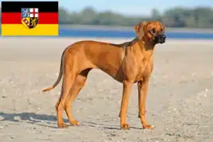 Lees meer over het artikel Rhodesian Ridgeback fokkers en pups in Saarland