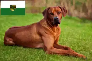 Lees meer over het artikel Rhodesian Ridgeback fokkers en pups in Saksen