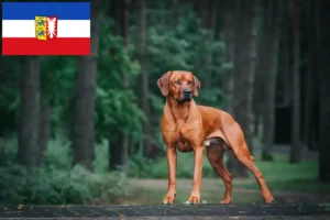 Lees meer over het artikel Rhodesian Ridgeback fokkers en pups in Sleeswijk-Holstein