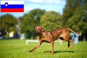 Lees meer over het artikel Rhodesian Ridgeback fokkers en pups in Slovenië