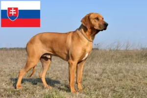 Lees meer over het artikel Rhodesian Ridgeback fokkers en pups in Slowakije
