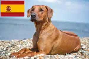 Lees meer over het artikel Rhodesian Ridgeback fokkers en pups in Spanje