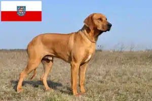 Lees meer over het artikel Rhodesian Ridgeback fokkers en pups in Thüringen