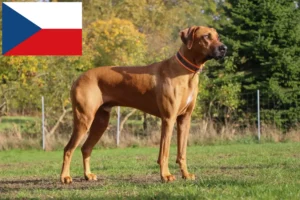 Lees meer over het artikel Rhodesian Ridgeback fokkers en pups in Tsjechië