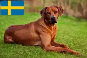 Lees meer over het artikel Rhodesian Ridgeback fokkers en pups in Zweden