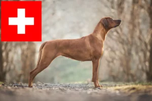 Lees meer over het artikel Rhodesian Ridgeback fokkers en pups in Zwitserland
