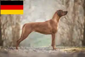 Lees meer over het artikel Rhodesian Ridgeback fokkers en pups in Duitsland