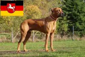 Lees meer over het artikel Rhodesian Ridgeback fokkers en pups in Nedersaksen