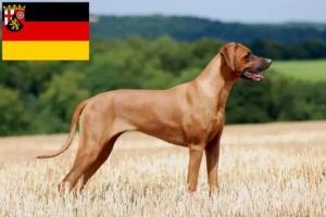 Lees meer over het artikel Rhodesian Ridgeback fokkers en pups in Rijnland-Palts