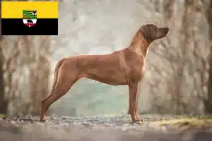Lees meer over het artikel Rhodesian Ridgeback fokkers en pups in Saksen-Anhalt