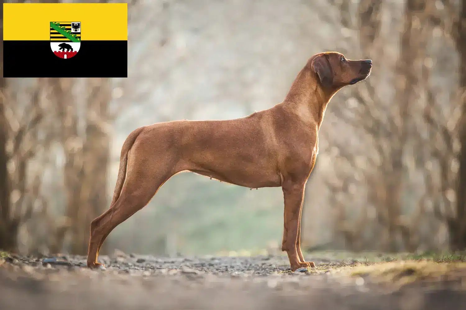 Rhodesian Ridgeback pups en fokkers Saksen-Anhalt Hier vind je Rhodesian Ridgeback fokkers in Saksen-Anhalt.