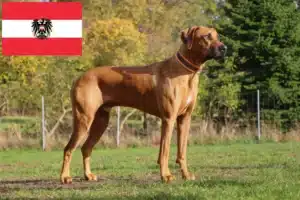 Lees meer over het artikel Rhodesian Ridgeback fokkers en pups in Oostenrijk