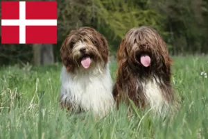 Lees meer over het artikel Schapendoes fokkers en pups in Denemarken