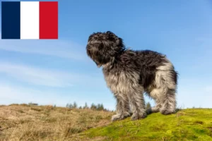Lees meer over het artikel Schapendoes fokkers en pups in Frankrijk
