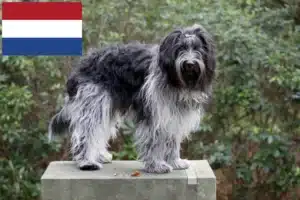 Lees meer over het artikel Schapendoes fokkers en pups in Nederland