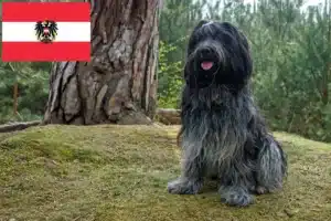 Lees meer over het artikel Schapendoes fokkers en pups in Oostenrijk
