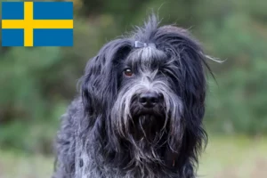 Lees meer over het artikel Schapendoes fokkers en pups in Zweden