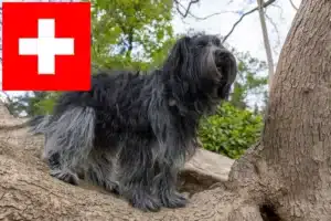 Lees meer over het artikel Schapendoes fokkers en pups in Zwitserland