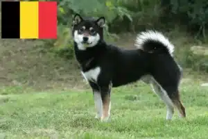 Lees meer over het artikel Shiba fokkers en pups in België